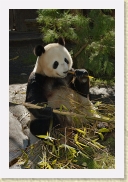DSC_4052 Giant Panda * 500 x 750 * (294KB)